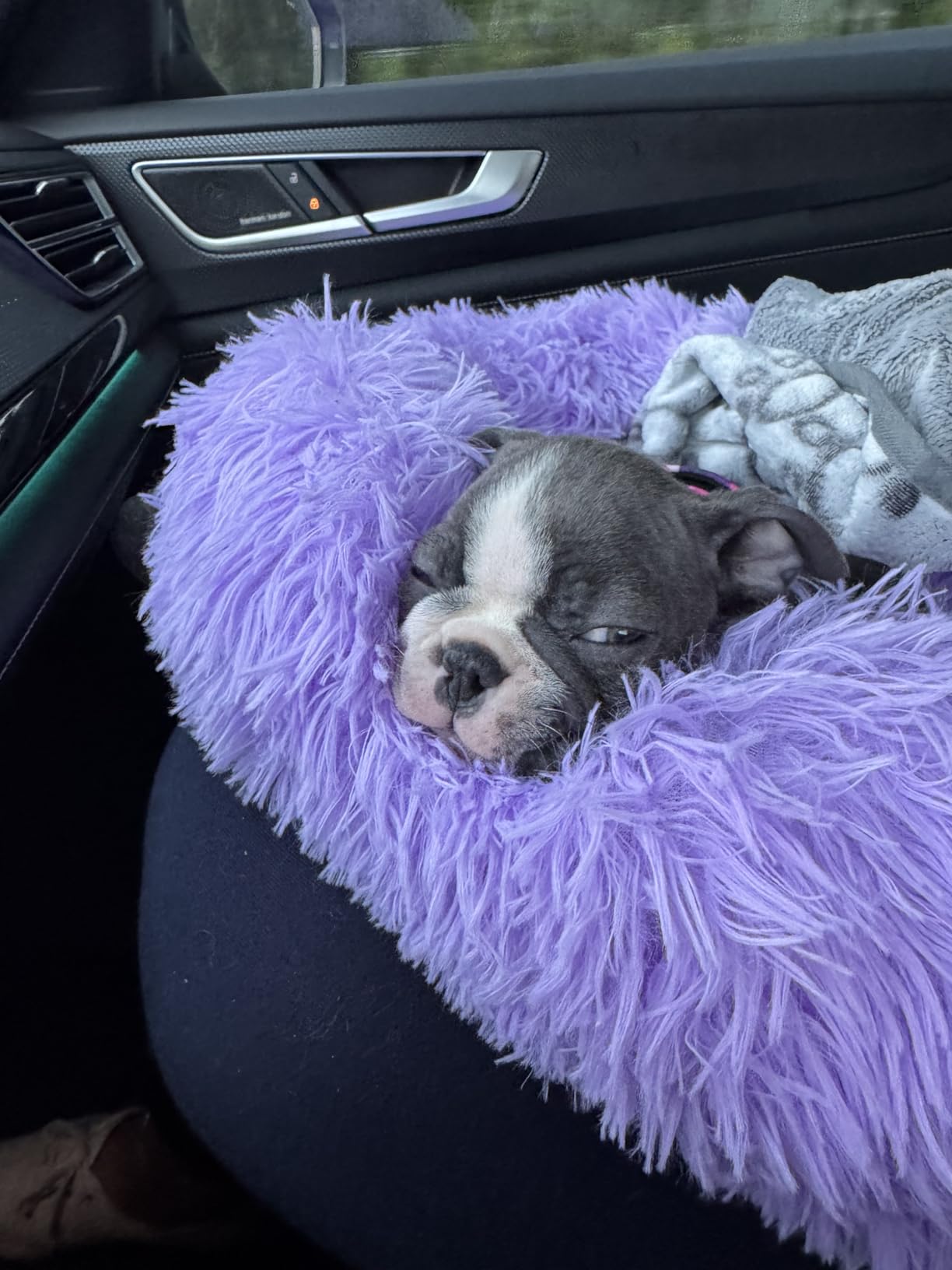 Happy dog sleeping