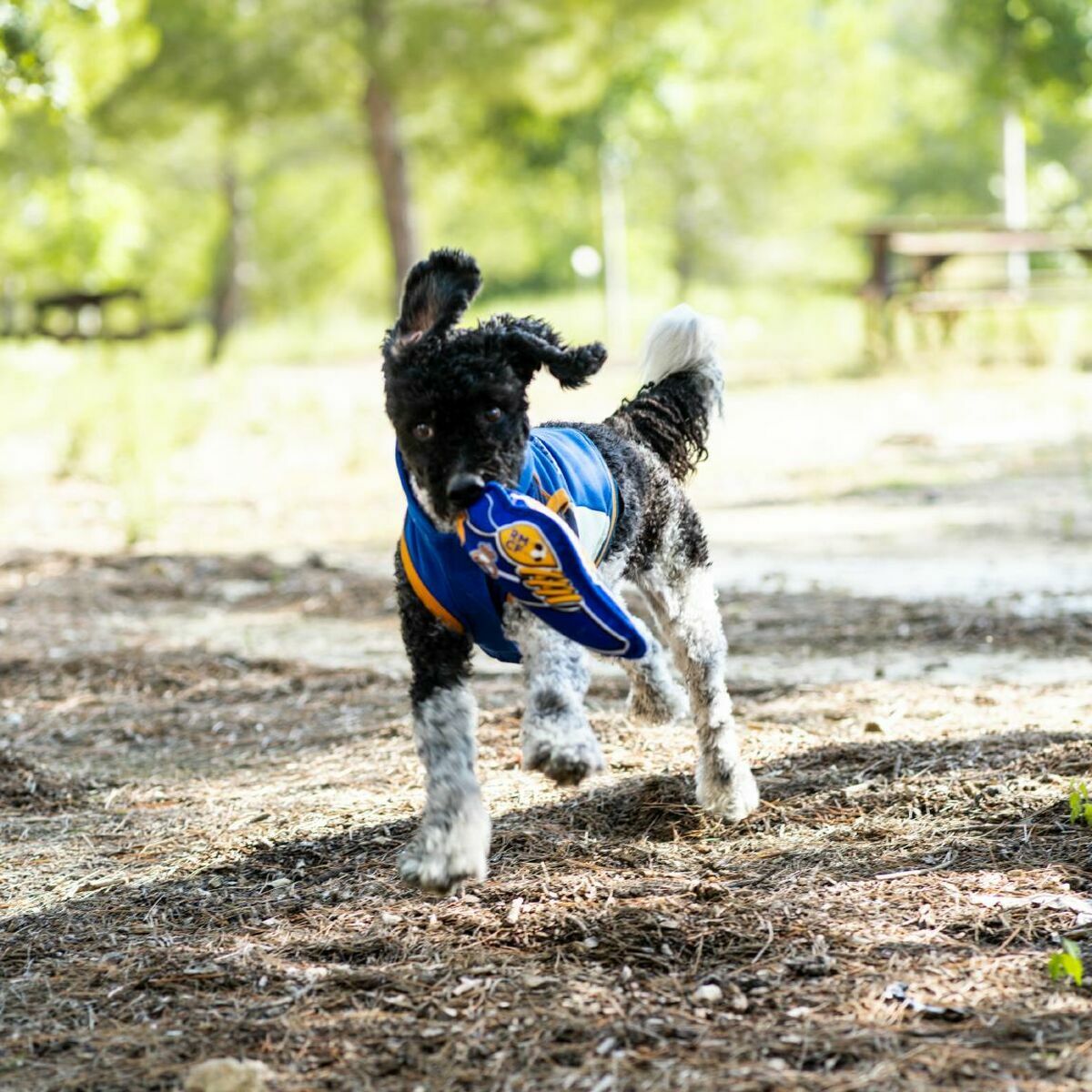 S2458443_1 S2458443_1